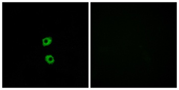 Frizzled-7 rabbit pAb Antibody