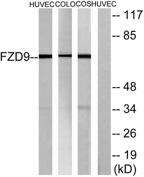 Frizzled-9 rabbit pAb Antibody