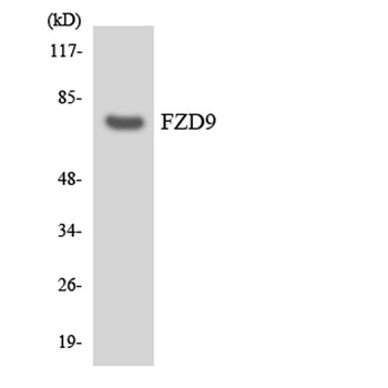 Frizzled-9 rabbit pAb Antibody