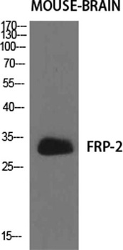 FRP-2 rabbit pAb