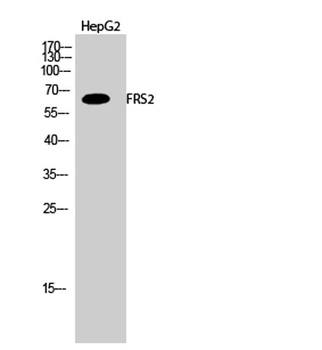 FRS2 rabbit pAb Antibody