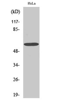 G3BP1 rabbit pAb Antibody