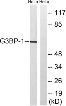 G3BP1 rabbit pAb Antibody