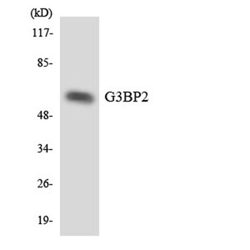 G3BP2 rabbit pAb Antibody