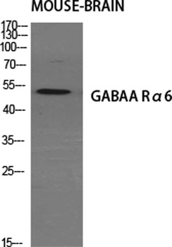 GABAA Rα6 rabbit pAb Antibody