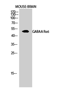 GABAA Rα6 rabbit pAb Antibody