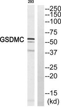 Gasdermin C rabbit pAb Antibody