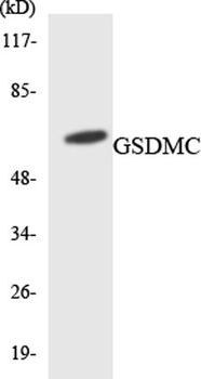 Gasdermin C rabbit pAb Antibody