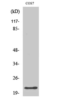 GCG rabbit pAb Antibody