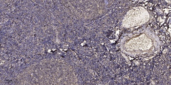 GCG rabbit pAb Antibody