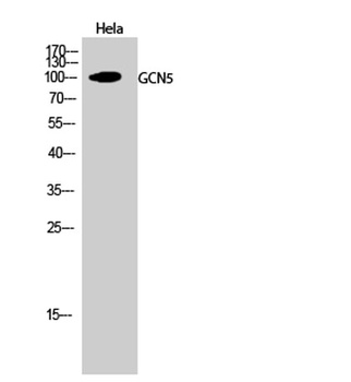 GCN5 rabbit pAb Antibody