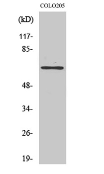 GCP4 rabbit pAb Antibody