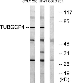 GCP4 rabbit pAb Antibody