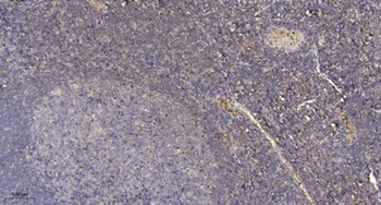 GCP4 rabbit pAb Antibody
