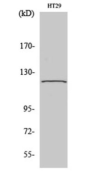GCP5 rabbit pAb Antibody