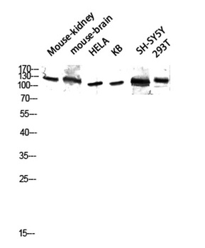 GCP5 rabbit pAb Antibody