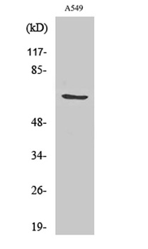 GCSc-γ rabbit pAb Antibody
