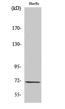 GCS-β-1 rabbit pAb Antibody