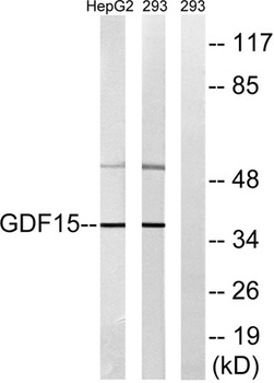 GDF-15 rabbit pAb