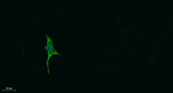 Ghrelin rabbit pAb Antibody