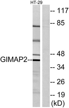 GIMAP2 rabbit pAb Antibody