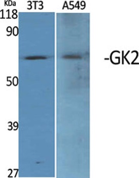 GK2 rabbit pAb Antibody