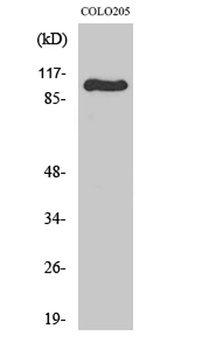 GluR-1 rabbit pAb Antibody