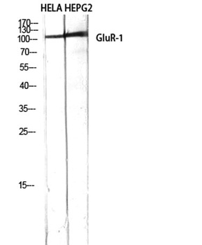 GluR-1 rabbit pAb Antibody