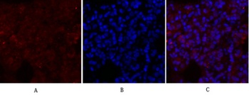Glut1 rabbit pAb Antibody