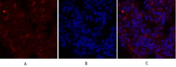 Glut1 rabbit pAb Antibody