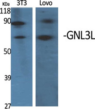 GNL3L rabbit pAb Antibody