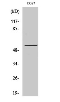 GPR101 rabbit pAb Antibody