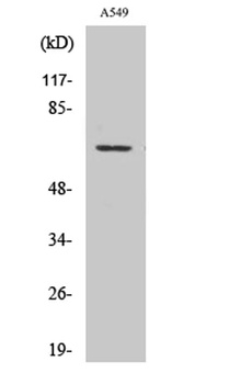 GPR108 rabbit pAb Antibody