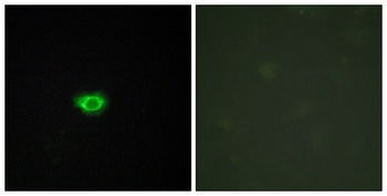 GPR108 rabbit pAb Antibody