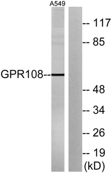 GPR108 rabbit pAb Antibody