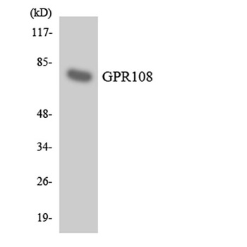 GPR108 rabbit pAb Antibody