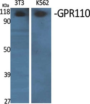 GPR110 rabbit pAb Antibody