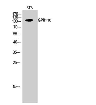 GPR110 rabbit pAb Antibody