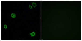 GPR110 rabbit pAb Antibody