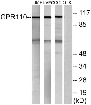 GPR110 rabbit pAb Antibody