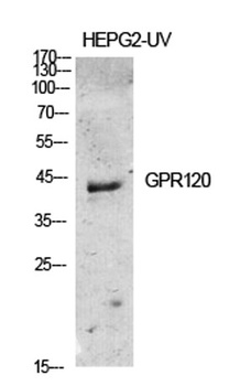 GPR120 rabbit pAb Antibody