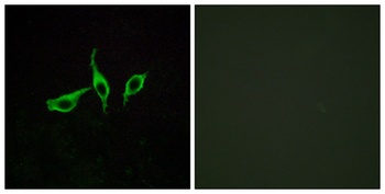 GPR120 rabbit pAb Antibody