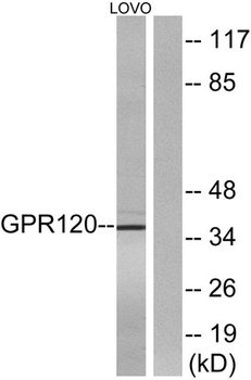GPR120 rabbit pAb Antibody