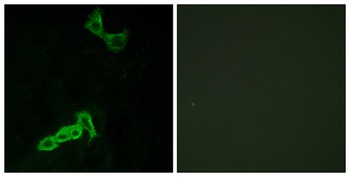 GPR137C rabbit pAb Antibody