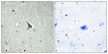GPR137C rabbit pAb Antibody