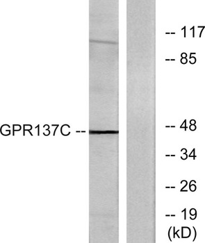 GPR137C rabbit pAb Antibody