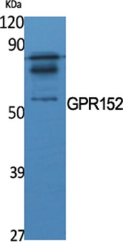 GPR152 rabbit pAb Antibody