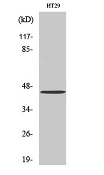 GPR34 rabbit pAb Antibody