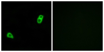 GPR34 rabbit pAb Antibody
