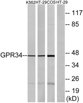 GPR34 rabbit pAb Antibody